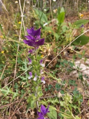 Salvia viridis