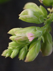 Polygala wilmsii