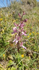 Orchis sitiaca
