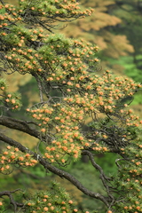 Pinus hwangshanensis