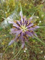Angiospermae