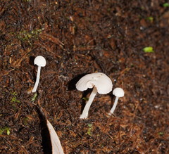 Entoloma albidosimulans