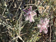 Ptilotus whitei