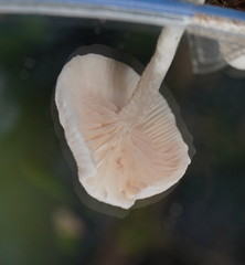 Entoloma albidosimulans