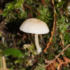 Entoloma albidosimulans