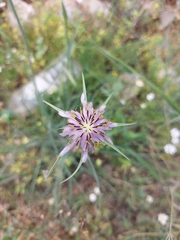 Angiospermae