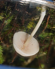 Entoloma albidosimulans