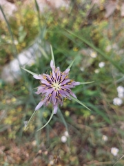 Angiospermae