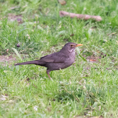Turdus merula