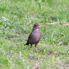 Turdus merula