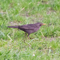 Turdus merula