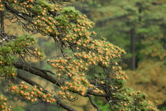 Pinus hwangshanensis