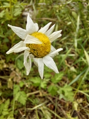 Anthemideae