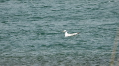 Larus armenicus