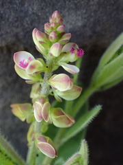 Polygala wilmsii