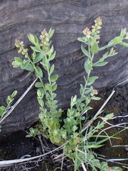 Polygala wilmsii