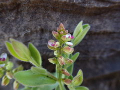 Polygala wilmsii