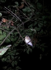 Muscicapa muttui