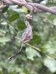 Ceropegia haygarthii