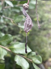 Ceropegia haygarthii