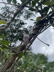 Ceropegia haygarthii