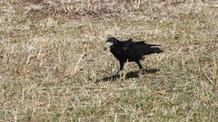 Corvus frugilegus