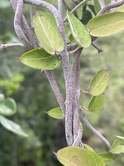 Ceropegia haygarthii
