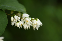 Deutzia glauca