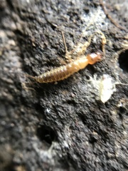 Nebriinae