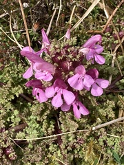 Pedicularis sylvatica