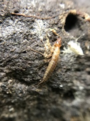 Nebriinae