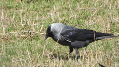 Corvus monedula