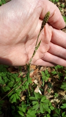 Carex pilosa