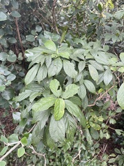 Alchornea laxiflora