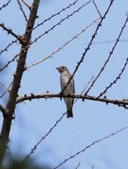 Muscicapa sibirica