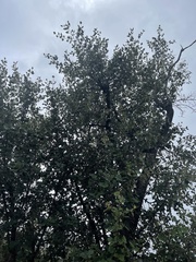 Androstachys johnsonii