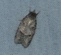 Semioscopis inornata