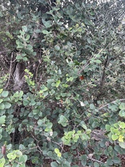 Androstachys johnsonii