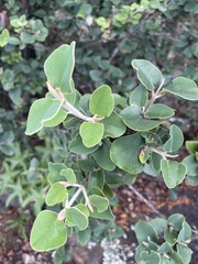 Androstachys johnsonii