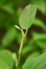 Magnolia sieboldii