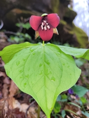Trillium sulcatum