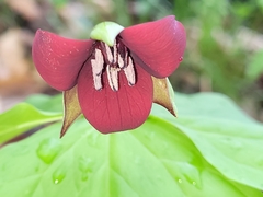 Trillium sulcatum