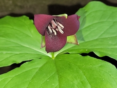 Trillium sulcatum