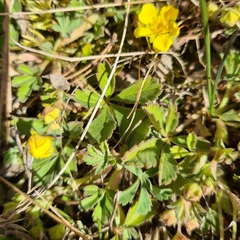 Potentilla incana