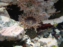 Anthopleura buddemeieri