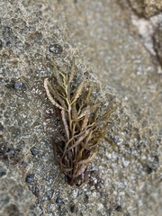 Sargassum obtusifolium