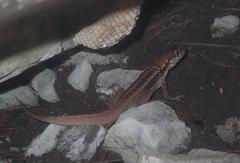 Leiocephalus psammodromus