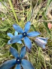 Oxypetalum coeruleum