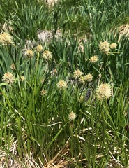 Calliscirpus criniger