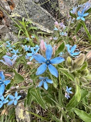 Oxypetalum coeruleum